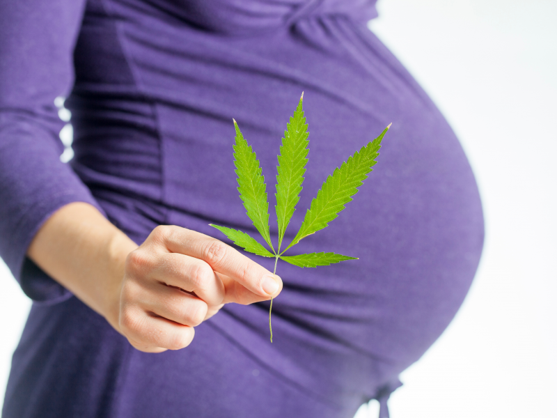 pregnant-woman-holding-a-marijuana-leaf